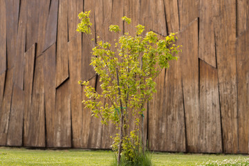 Fototapeta na wymiar Fresh spring green grass and leaf plant over wood fence background