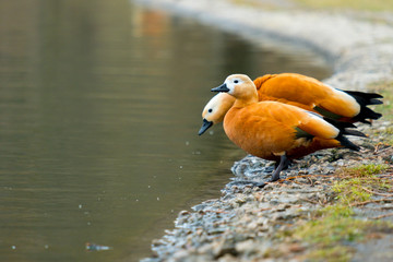 A pair of ruddy shelduck stands on the shore of a pond in the city during the day. Family of bright...