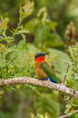 The red-throated bee-eater (Merops bulocki) sitting on a branch, Murchison Falls National Park, Uganda.