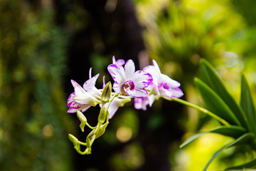 Purple Orchids in the Garden