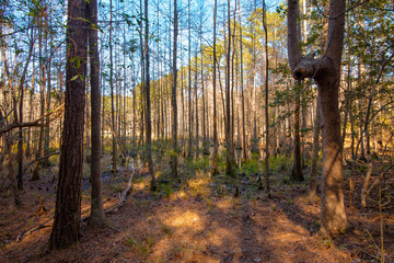 autumn in the forest