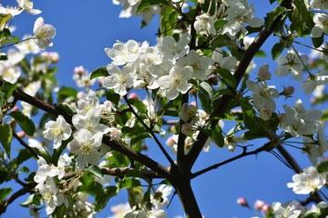 Branches with flowers of Malus sargentii or Sargent crabapple.