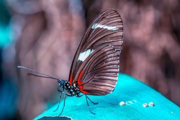 Beautiful  heliconius  butterfly  sitting on flower in a summer garden