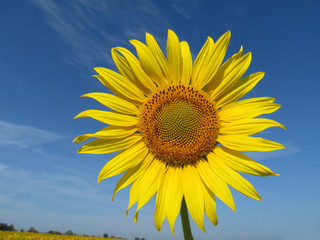 Sunflower blooming on clear blue sky background. Picturesque rural landscape in sunny day