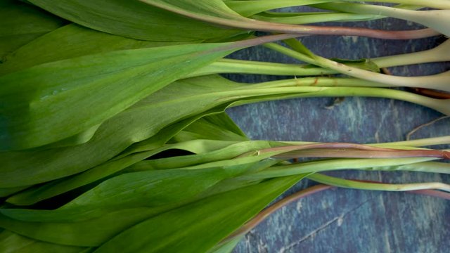 Close up of green leaves of ramps and onion ends with roots against a blue background in a studio.