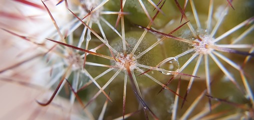 primo piano goccia d'acqua su cactus