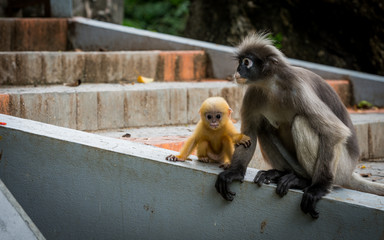 Mother with orange baby Dusky monkee sitting on wall next to steps