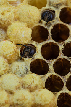 Dadant Bilder Durchsuchen 163 Archivfotos, und Videos