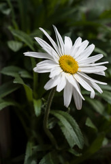 Obraz premium big daisy with pollen on petals