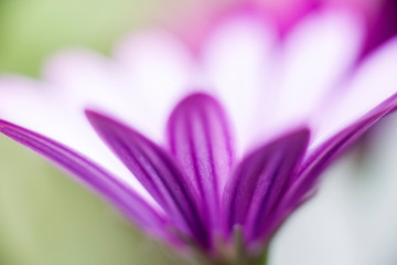 pink daisy petals close up