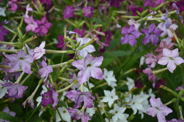 A closeup of purple flowers of sweet tobacco