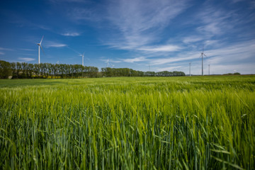 Fototapeta na wymiar Getreide im Frühling