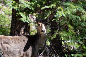 deer in the woods