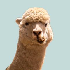 Funny alpaca isolated on blue background