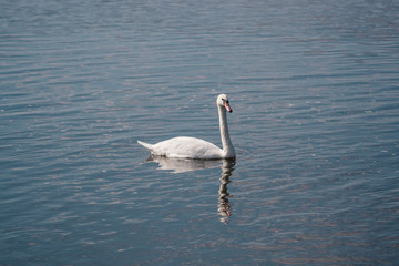 lonely white Swan, wild bird, Swan lake