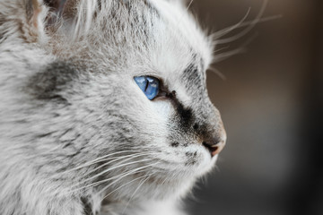 adorable gray soft fure cat with incredible blue eye