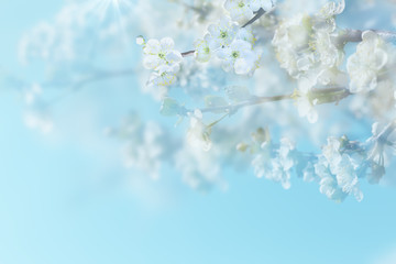 Spring background. Cherry blossom branches on a blue background. Light focus.