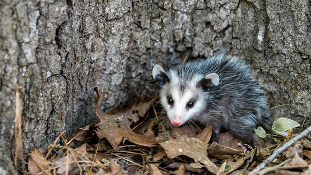 Baby Opossum Images Browse 462 Stock Photos Vectors And Video Adobe Stock