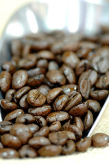 coffe beans detail