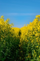 yellow rape field