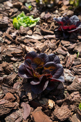 Orto insalata Bio green  italy contadini