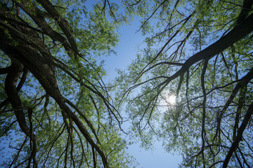 alberi dal basso , luce  boschi