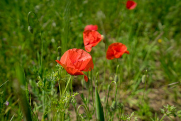 Obraz premium papaveri fiori natura 