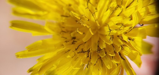 yellow flower macro