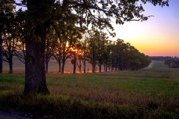 A car on a dusty oak alley at sunset