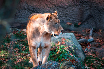 Naklejka na ściany i meble Lioness prowling around an enclosure at the John Ball Zoo