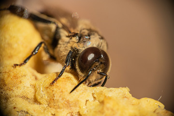 Honigbiene - Drohne in Nahaufnahme auf Bienenwabe in einer Bienenbeute beim Imker