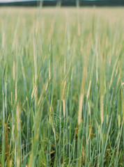 green wheat field