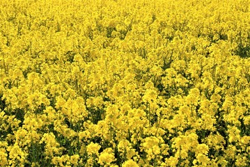 blooming yellow colza flowers on the field