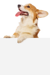 Welsh corgi puppy over a white placard