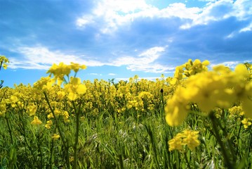 yellow colza, green grass and blue sky