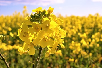 yellow colza flowers on the field