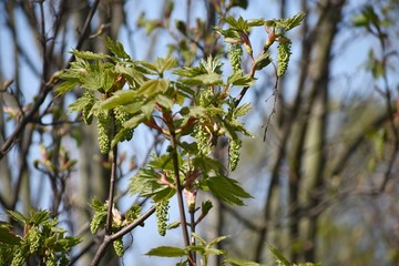 Branches with flowers of Acer Pseudoplatanus tree, known as the Sycamore or the Sycamore Maple.