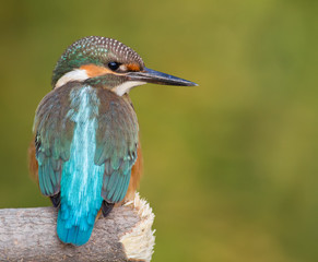 Common Kingfisher, Alcedo atthis. The young bird sitting on a branch. Close-up