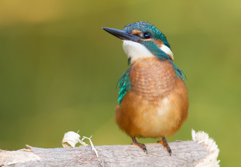 Common Kingfisher, Alcedo atthis. The young bird sitting on a branch. Close-up.