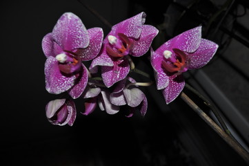 Fototapeta na wymiar orchid on black