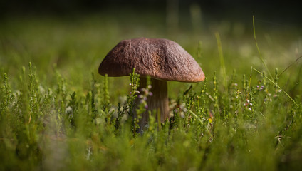 Beautiful boletus edulis mushroom in the wild forest. Autumn Cep Mushroom. Ceps in natural environment. Gourmet cousin. Searching for the mushrooms in the forest