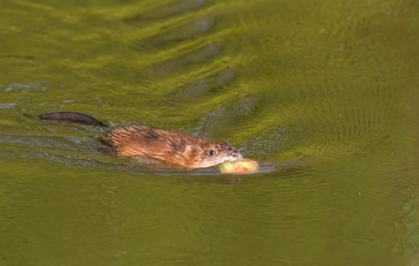 Ondatra zibethicus, muskrat. In the early morning, the animal collects apples on the shore and drags them to its home