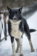 Mongrel large black with white dog