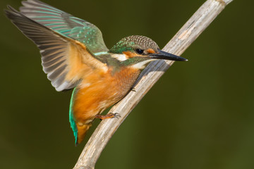 Common Kingfisher, Alcedo atthis. The young bird sitting on a branch. Close-up. Bird spreads its wings
