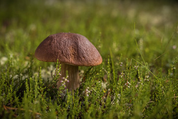 Beautiful boletus edulis mushroom in the wild forest. Autumn Cep Mushroom. Ceps in natural environment. Gourmet cousin. Searching for the mushrooms in the forest