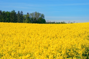 Obraz premium yellow rape field