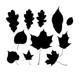 Isolated on white black vector silhouettes of leaves - oak, maple,tilia, alder