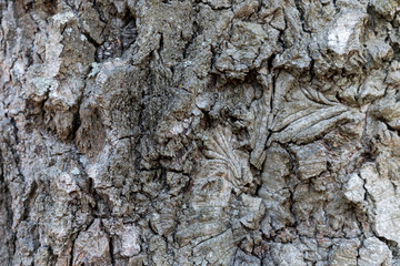 Close up macro photo of natural wood.