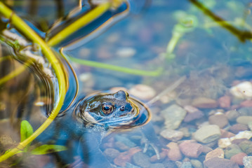Beautiful frog in garden pond in the evening sun. UK - Powered by Adobe
