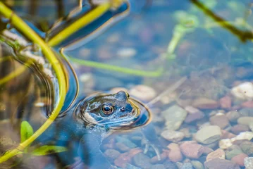 Deurstickers Beautiful frog in garden pond in the evening sun. UK © David